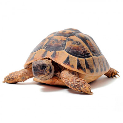 Террариум для сухопутной черепахи "Черепаха Ч-150"