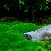 Живой мох Леукобриум для флорариумов
