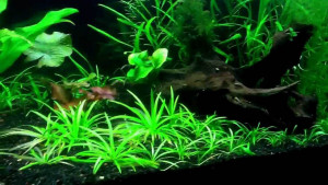 Сагиттария шиловидная аквариумное растение
