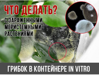 Грибки и бактерии в контейнере In Vitro