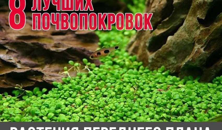 Ломариопсис - Lomariopsis lineata - Растения и мхи - Nano Fish