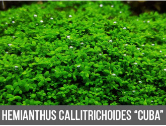 Хемиантус куба - Hemianthus callitrichoides «Cuba»