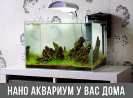 Нано аквариум в Вашем доме