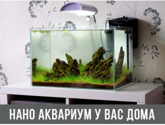 Нано аквариум в Вашем доме. Это очень просто.