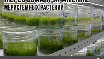 Перевозка и хранение меристемных аквариумных растений