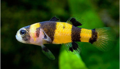 Бычок-пчелка аквариумная рыбка