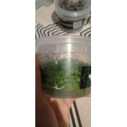 Хемиантус микрантемоидес - Hemianthus micranthemoides