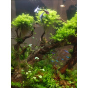 Микрантемум Монте Карло - Micranthemum sp. Monte Carlo