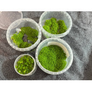 Хемиантус Куба - Hemianthus callitrichoides "Cuba"