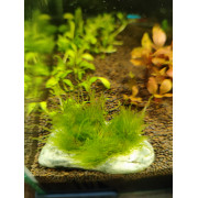 Мох пламя - Flame moss - Taxiphyllum sp. "Flame"