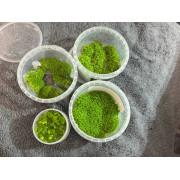 Хемиантус Куба - Hemianthus callitrichoides "Cuba"