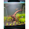 Утрикулярия граминифолия - Utricularia graminifolia