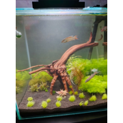 Утрикулярия граминифолия - Utricularia graminifolia