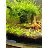 Криптокорина Вендта "Тропика" - Cryptocoryne wendtii "Tropica"