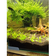 Криптокорина Вендта "Тропика" - Cryptocoryne wendtii "Tropica"