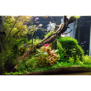 Мох Тамарассер - Moss sp. Thamarassery Мох Тамарассер - Moss sp. Thamarassery