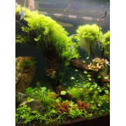 Микрантемум Монте Карло - Micranthemum sp. Monte Carlo
