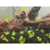 Микрантемум Монте Карло - Micranthemum sp. Monte Carlo