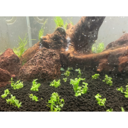 Микрантемум Монте Карло - Micranthemum sp. Monte Carlo
