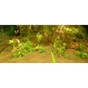 Людвигия Рубин - Ludwigia repens Rubin