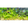 Сагиттария шиловидная - Sagittaria subulata
