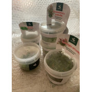 Людвигия дугообразная - Ludwigia arcuata Людвигия дугообразная - Ludwigia arcuata