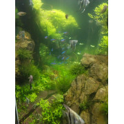 Микрантемум Монте Карло - Micranthemum sp. Monte Carlo
