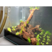 Микрантемум Монте Карло - Micranthemum sp. Monte Carlo