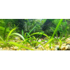 Сагиттария шиловидная - Sagittaria subulata