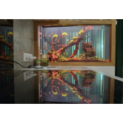 Мох Тамарассер - Moss sp. Thamarassery Мох Тамарассер - Moss sp. Thamarassery