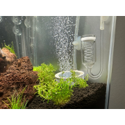 Микрантемум Монте Карло - Micranthemum sp. Monte Carlo