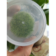Утрикулярия граминифолия - Utricularia graminifolia