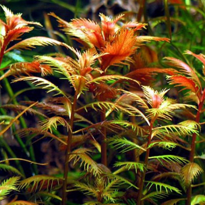 Прозерпинака палюстрис - Proserpinaca palustris
