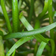 Сагиттария шиловидная - Sagittaria subulata