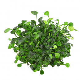 Марсилия Хирсута - Marsilea hirsuta