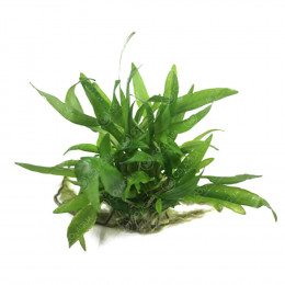 Криптокорина Вендта "Тропика" - Cryptocoryne wendtii "Tropica"