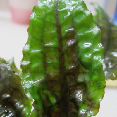 Криптокорина Вендта "Зеленый Геккон" - Cryptocoryne wendtii var. "Green Gecko"