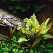 Криптокорина Вендта "Зеленый Геккон" - Cryptocoryne wendtii var. "Green Gecko"