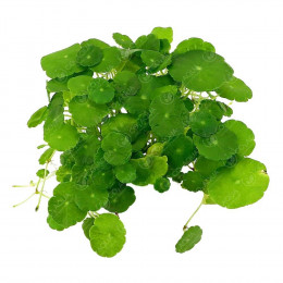 Гидрокотила вертикальная - Hydrocotyle verticillata