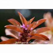 Аммания изящная - Ammania gracilis