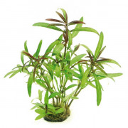 Гетерантера зостерифолия - Heteranthera zosterifolia