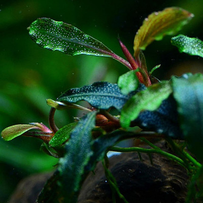 Буцефаландра "Кедаганг" - Bucephalandra sp. "Kedagang"