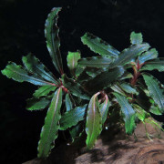 Буцефаландра "Кедаганг" - Bucephalandra sp. "Kedagang"