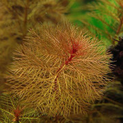 Перистолистник красный - Myriophyllum mattogrossense red