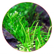 Литторелла унифлора - Littorella uniflora