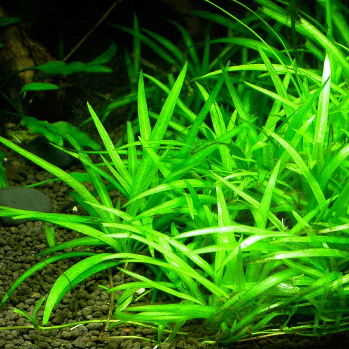 Эхинодорус Квадрикостатус (Echinodorus quadricostatus) - это светло-зеленое...