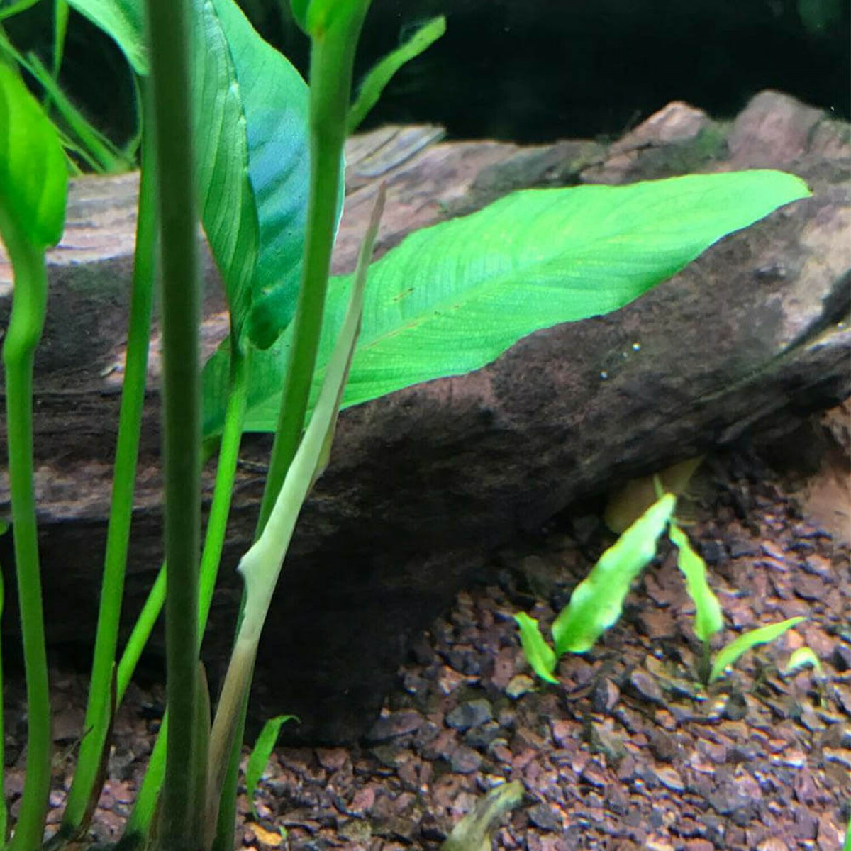 Анубиас Разнолистный (Anubias heterophylla)