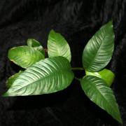 Анубиас Разнолистный - Anubias heterophylla