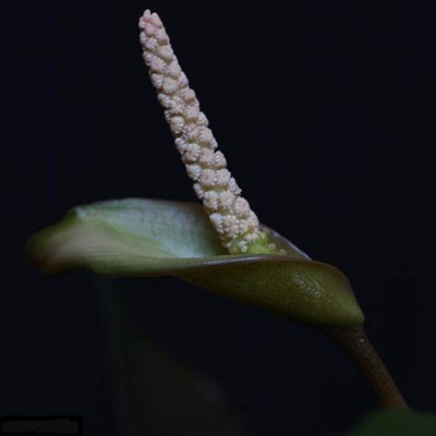 Анубиас Разнолистный - Anubias heterophylla