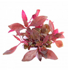 Альтернатера Лилацина - Alternanthera lilacina